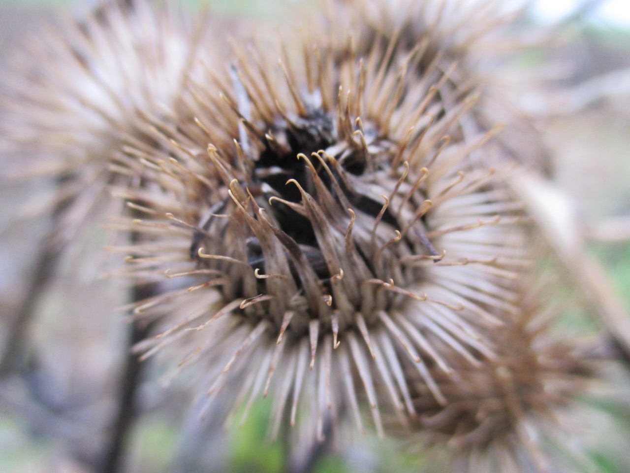 Uitgebloeide distel