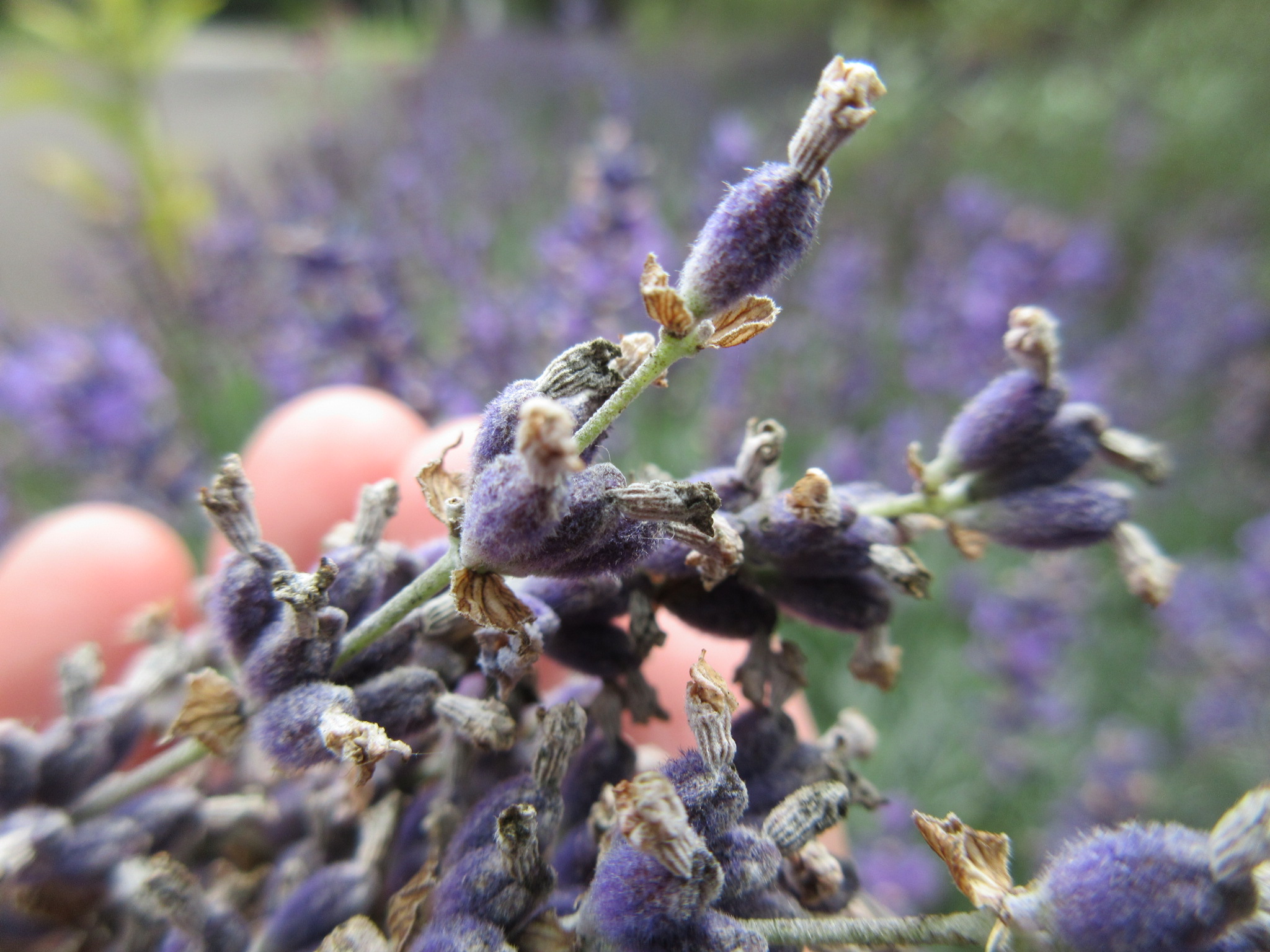 lavendel